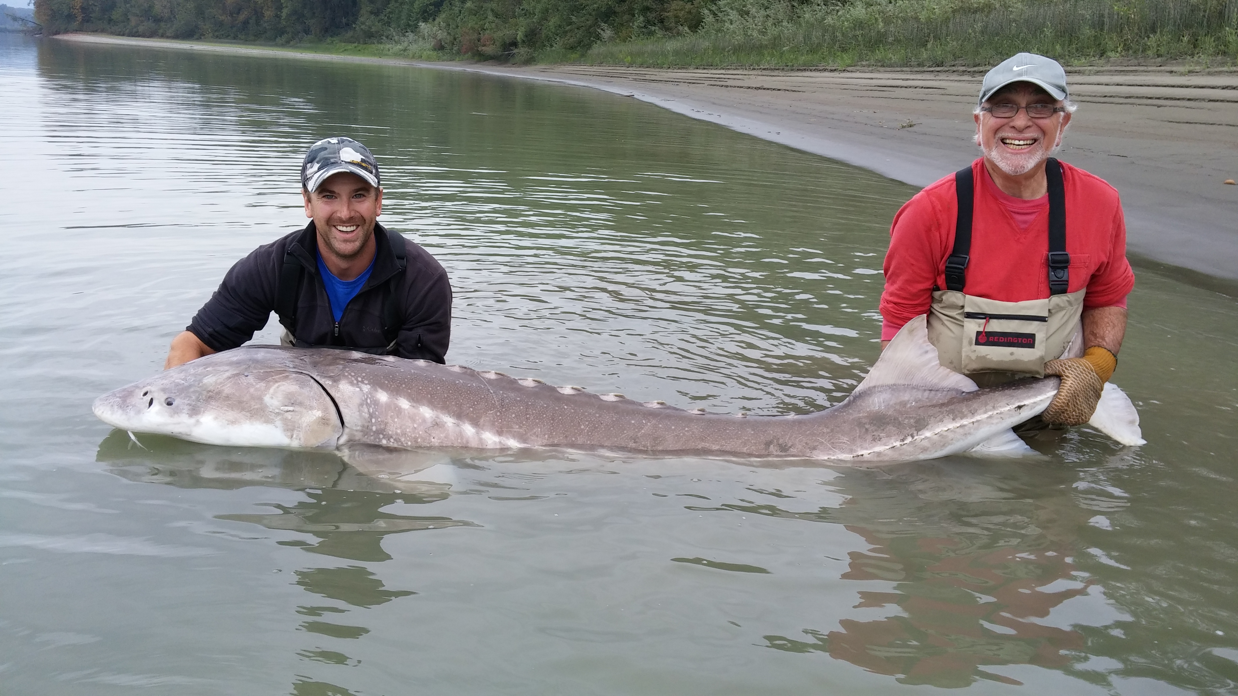 2 men holding a giant sturgeon in the fraser river
