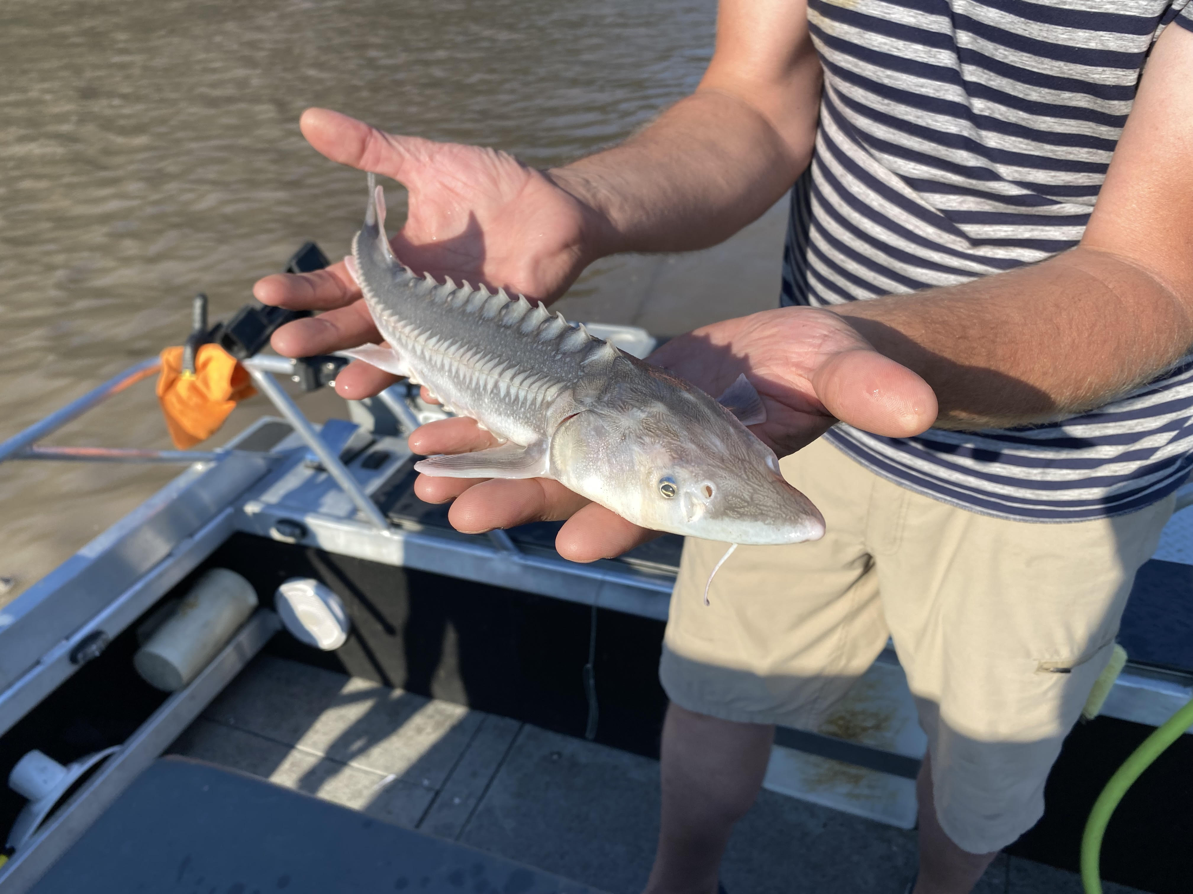 Picture of a juvenile sturgeon